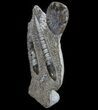 Fossil Goniatite & Orthoceras Sculpture - #71641-1